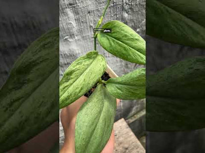 نعناع متنوع من نوع Scindapsus Treubii