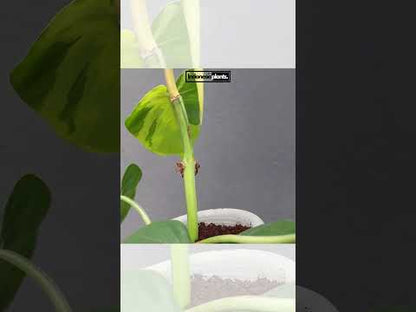 Philodendron Brasil Large Form