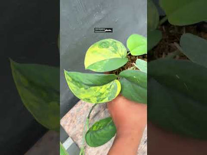 Scindapsus Jade Satén Abigarrado