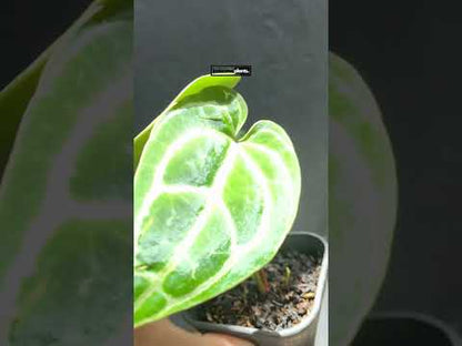 Anthurium Crystallinum Dunkle Form kleine Größe