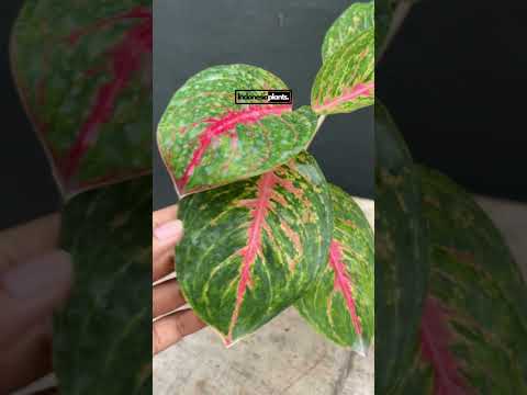 old man aglaonema Aglaonema Big Papa – INDONESIAPLANTS