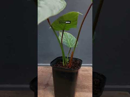 Philodendron Sodiroi bunt