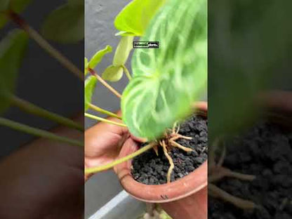 Anthurium Dorayaki Silver Blush large size