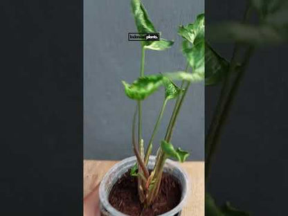 philodendron godzilla Syngonium Godzilla – INDONESIAPLANTS