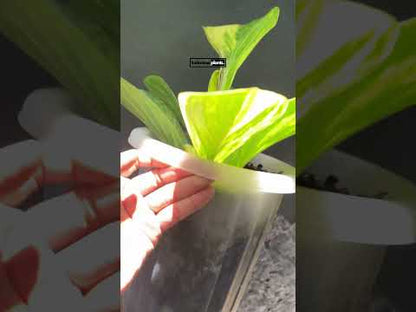 Anthurium Jenmanii Variegated