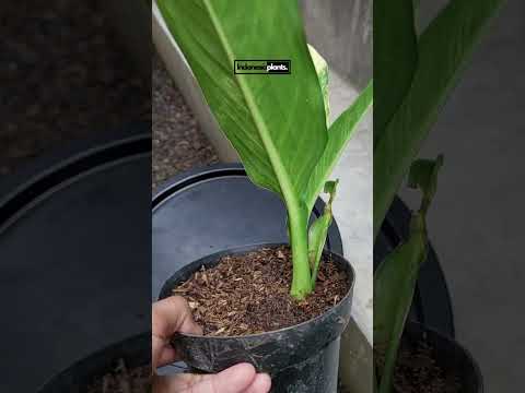 dieffenbachia big ben variegata Dieffenbachia Big Ben Variegated – INDONESIAPLANTS