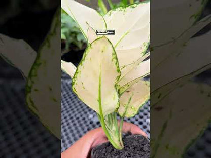 Aglaonema Super White