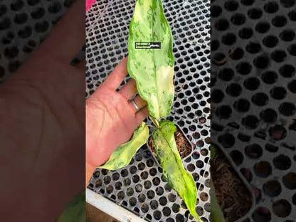 Aglaonema Commutatum Abigarrado tamaño pequeño
