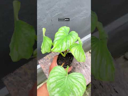 فيلوديندرون مامي