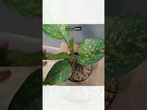 aglaonema georgi's ruby Aglaonema Ruby Chiang Mai – INDONESIAPLANTS