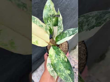 Aglaonema Siam Jade Variegated tamaño grande