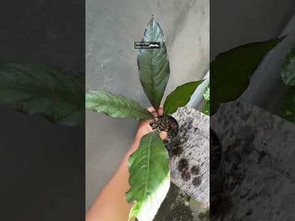 Anthurium Hookeri Dragón Negro