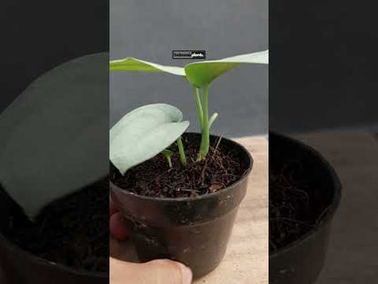 Scindapsus Siver Platinum