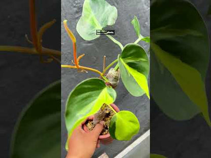 Philodendron Brasil Große Form