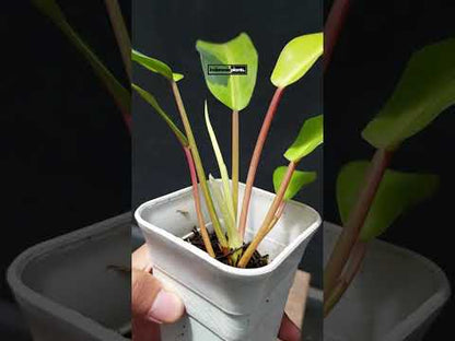 Philodendron Thai Sunrise Variegated