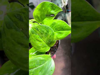 Scindapsus Green on Green