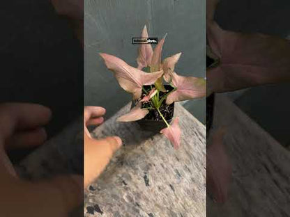 Syngonium Orm Nak Pum Mini Rose Rosie