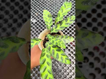 Calathea Goeppertia Insignis Rattlesnake Prayer Plant
