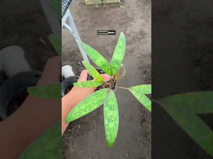 Pinanga Crassipes Licuala Maculata