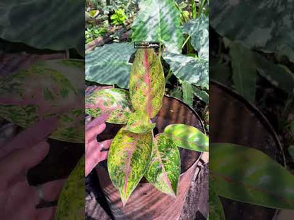 Aglaonema Big Roy tamaño pequeño