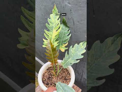 Philodendron Karamell Marmor bunt