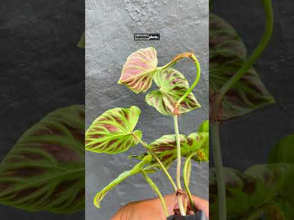 Philodendron Verrucosum