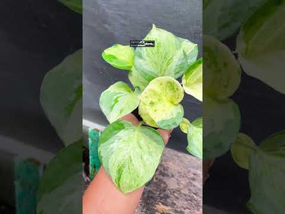 Potos de Epipremnum Manjula