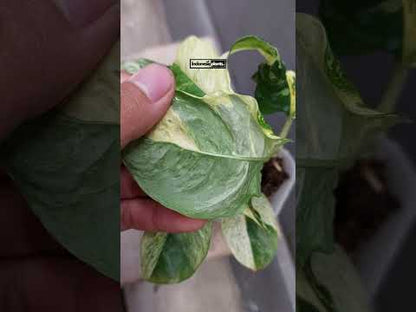 Rhaphidophora Puberula Variegated