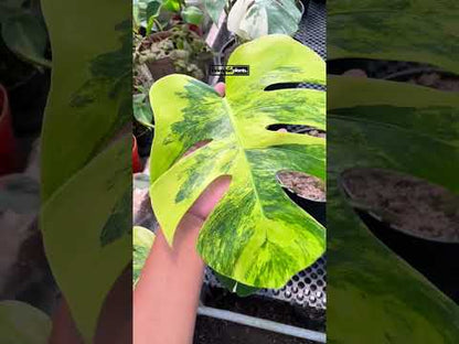 مونستيرا مارموراتا صفراء متنوعة ذات فتحات و جذور