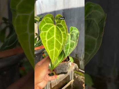 Anthurium Crystallinum tamaño mediano
