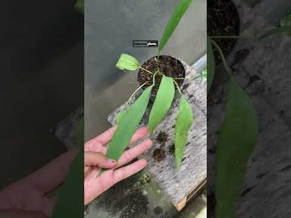 Anthurium Vittarifolium