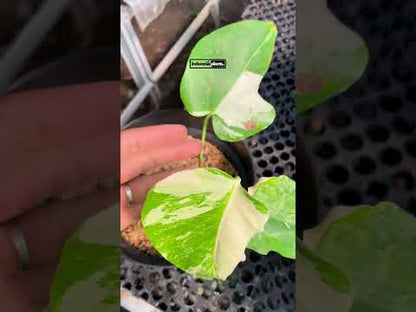 Monstera Deliciosa Albo Abigarrada