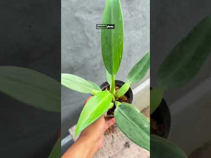 Philodendron Martianum