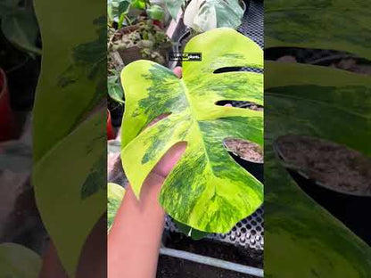Monstera Deliciosa Marmorata Aurea Variegated Fenestrated