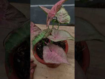 Mosaico de Syngonium