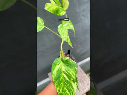 Epipremnum Pinnatum Yellow Sunrise