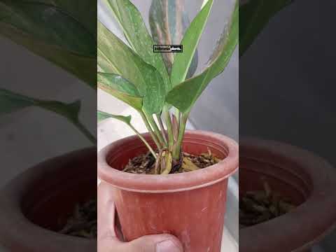 anthurium hookeri pink variegated Anthurium Hookeri Pink Variegated – INDONESIAPLANTS