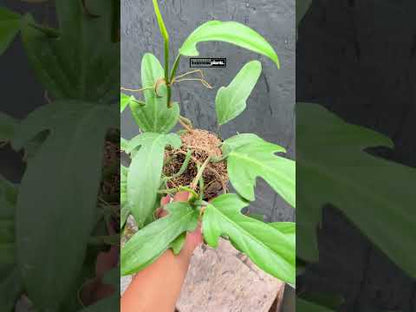 philodendron panduriforme mature Philodendron Panduriforme – INDONESIAPLANTS