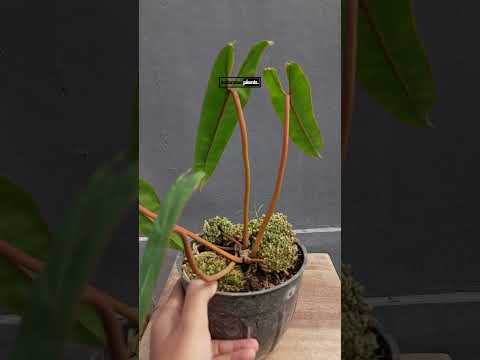 philodendron billietiae seeds Philodendron Billietiae – INDONESIAPLANTS