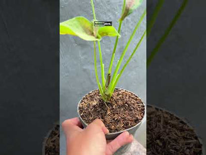 Syngonium moteado rosa