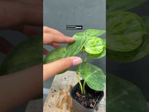 variegated philodendron hederaceum Philodendron Hederaceum Heartleaf Variegated – INDONESIAPLANTS