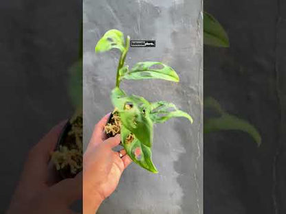 Monstera Obliqua Tena
