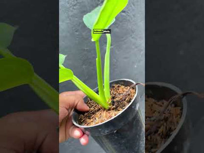 Philodendron Hybrid Pigskin (Rogusum) X Jose Buono