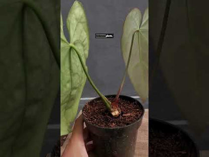 Anthurium Crystallinum forma oscura