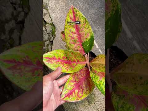 aglaonema big roy price Aglaonema Big Roy