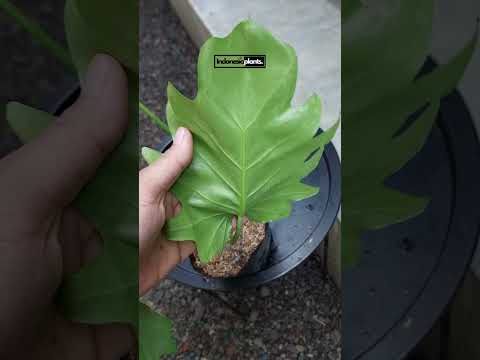 philodendron lacerum for sale Philodendron Lacerum – INDONESIAPLANTS