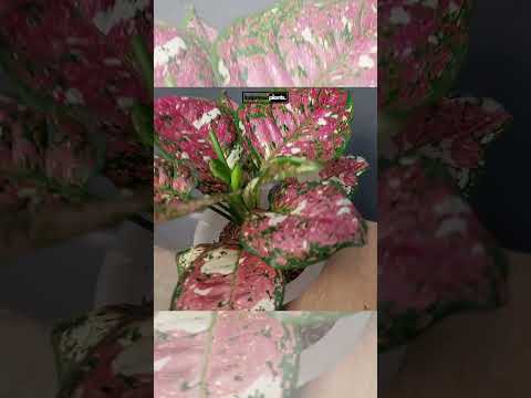 aglaonema pink anyamanee Aglaonema Anyamanee Tricolor – INDONESIAPLANTS