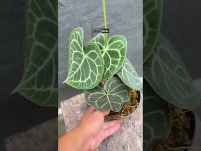 Anthurium Clarinervium Pagoda