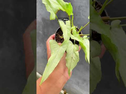 Syngonium Ngern Laima