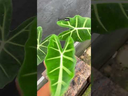 Alocasia Frydek